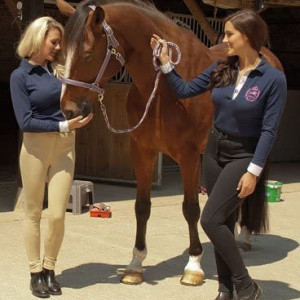 Rhinegold Classic Ladies Jodhpurs - purple 26R